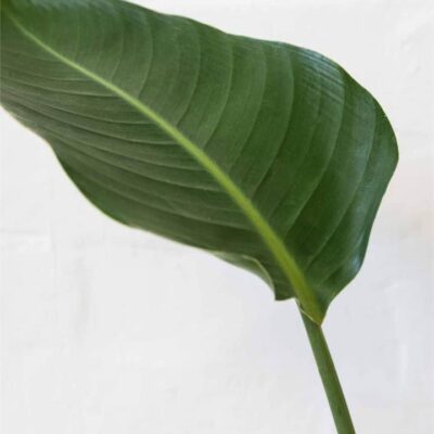 Strelitzia Reginae (170mm) (City: Melbourne)