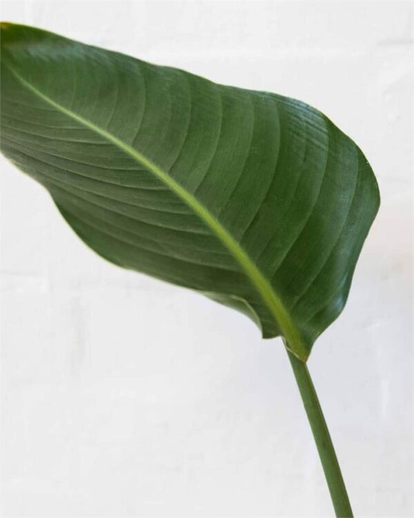 Strelitzia Reginae (170mm) (City: Melbourne)