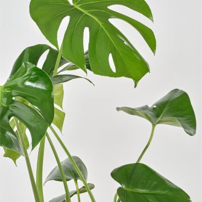 Monstera Deliciosa - 170mm