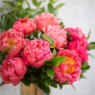 Coral Peonies - Small