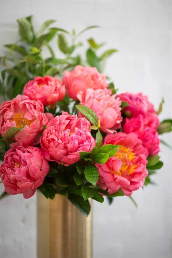 Coral Peonies - Small