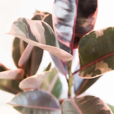 Ficus Elastica Ruby (190mm)