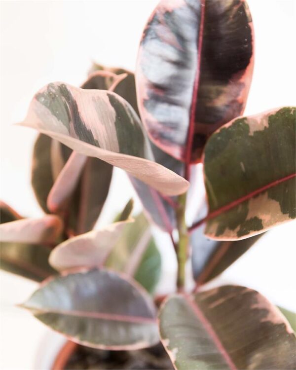 Ficus Elastica Ruby (190mm)
