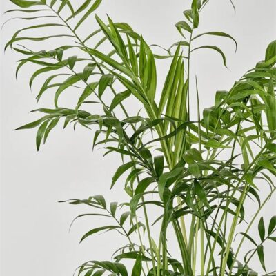Kentia Palm in Sand Pot