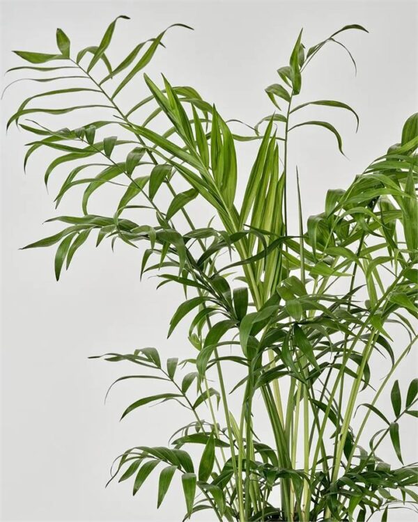 Kentia Palm in Sand Pot