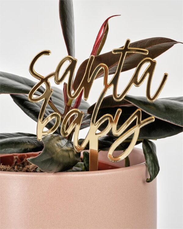 Rubber Plant Hamper