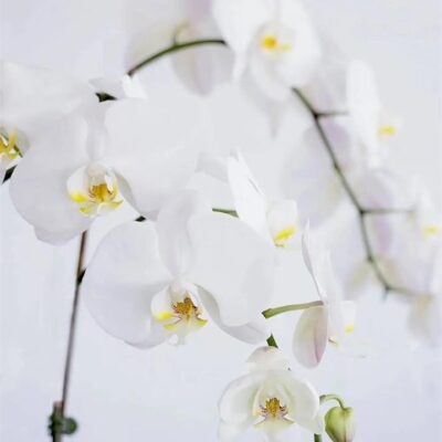 Phalaenopsis Orchids - Medium (Sizes: Regular, City: Melbourne)