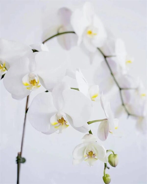 Phalaenopsis Orchids - Medium (Sizes: Regular, City: Melbourne)