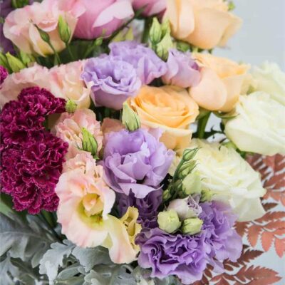 Valencia (Sizes: Extra Large, City: Brisbane)