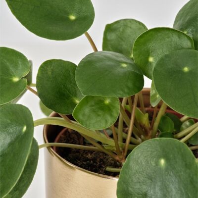 Chinese Money Plant in Gold Pot