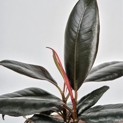 Ficus Elastica Burgundy in Matte Pink Pot