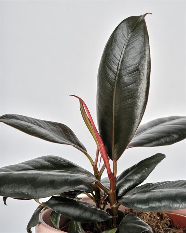 Ficus Elastica Burgundy in Matte Pink Pot