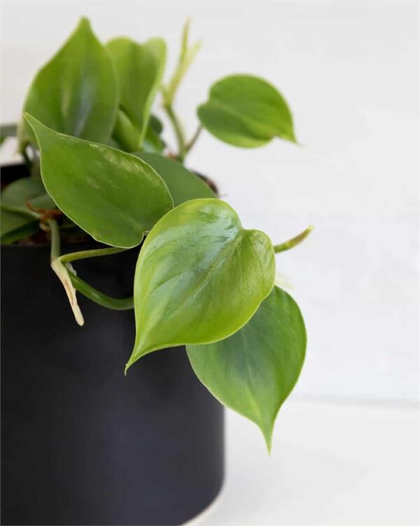 Heartleaf Philodendron