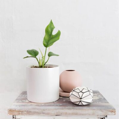 Tetrasperma (White Pot) (City: Brisbane)