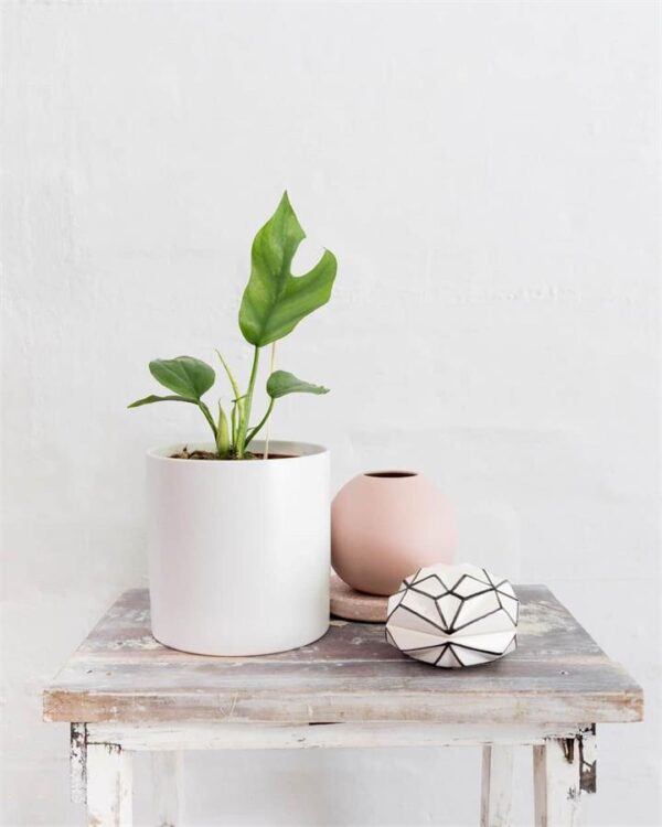 Tetrasperma (White Pot) (City: Brisbane)