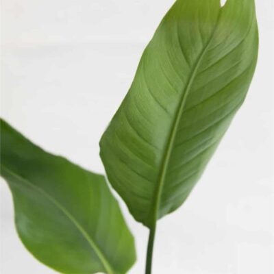 Strelitzia Reginae (City: Brisbane)