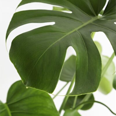 Monstera Deliciosa