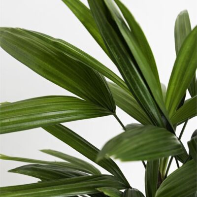 Rhapis Excelsa ("Rhapis Palm")