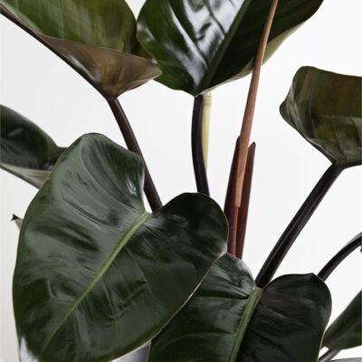 Philodendron Rojo Congo - Pink Pot