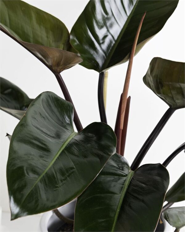 Philodendron Rojo Congo - Pink Pot