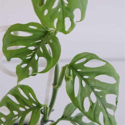 Monstera Adansonii in Footed Pot (Regular)