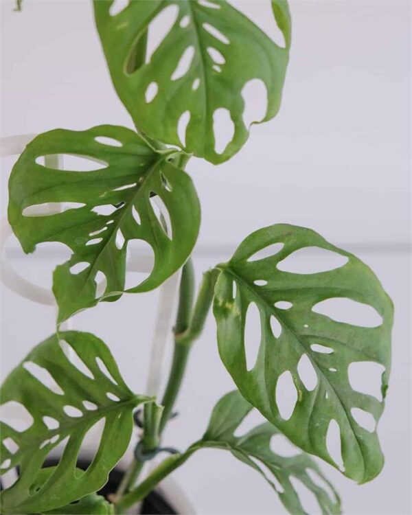Monstera Adansonii in Footed Pot (Regular)
