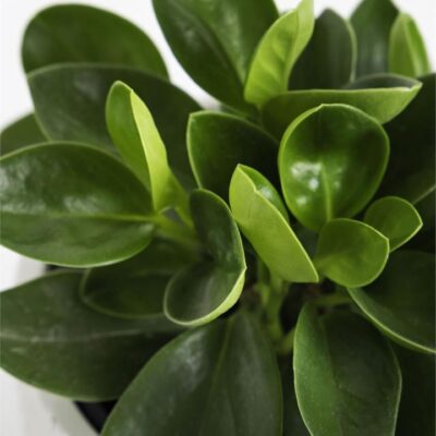 Peperomia