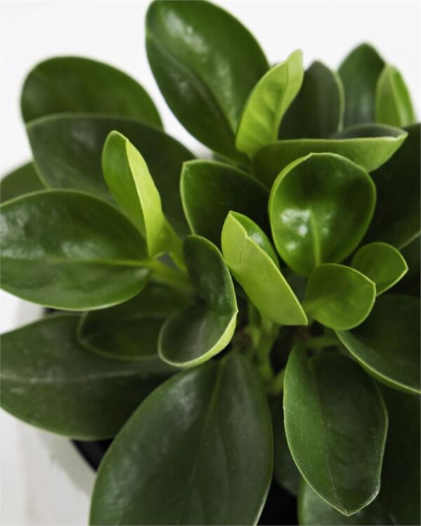 Peperomia