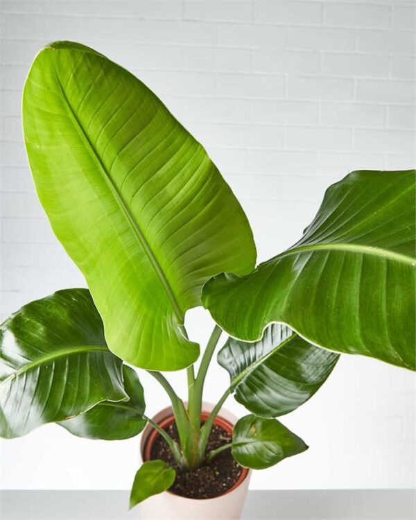 Strelitzia in Dusty Pink Pot (City: Melbourne)
