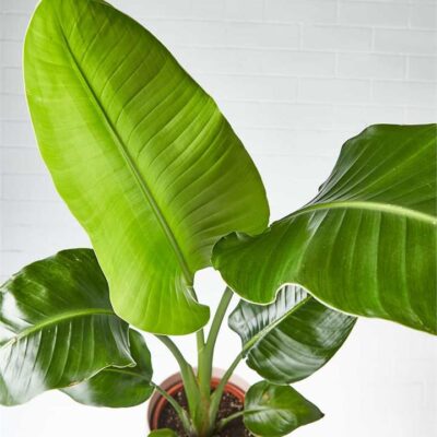 Strelitzia in Dusty Pink Pot (City: Sydney)