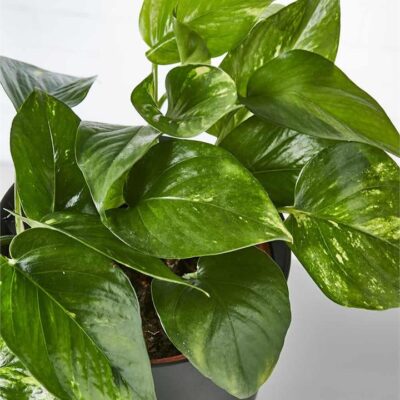 Devil's Ivy in Black Pot