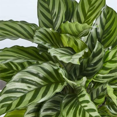 Calathea Freddy - Sydney