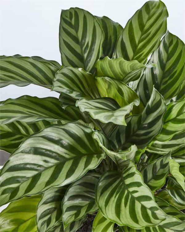Calathea Freddy - Sydney