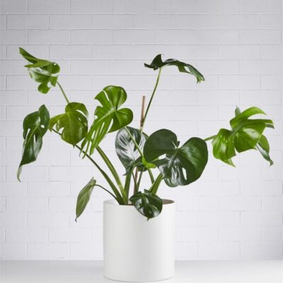 Monstera Delicosia 240mm - Sydney