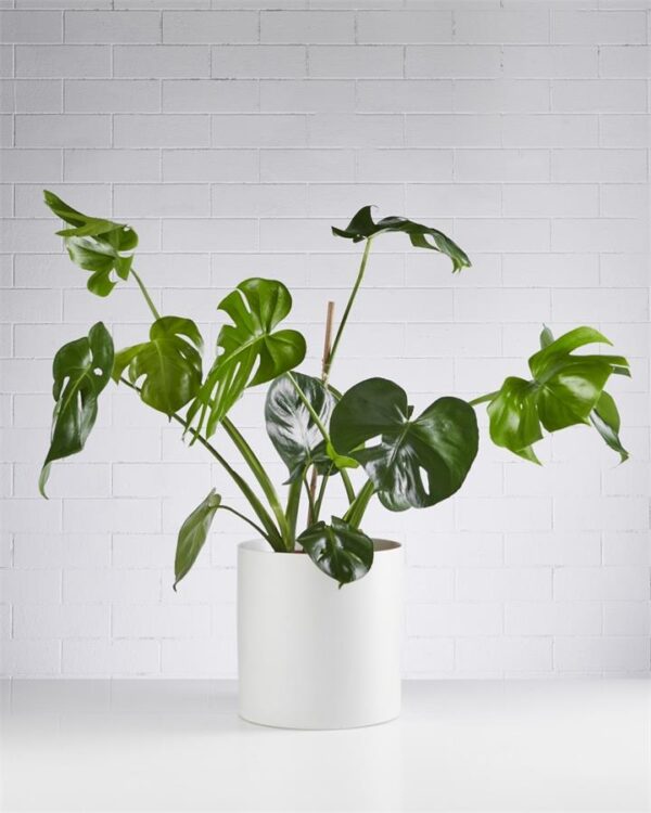 Monstera Delicosia 240mm - Sydney