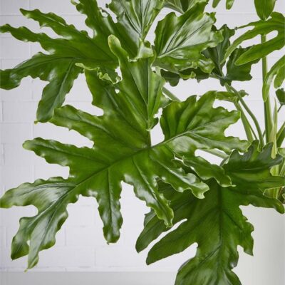 Philodendron Hope - Sydney