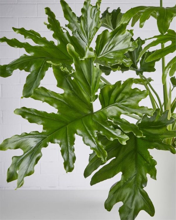Philodendron Hope - Sydney