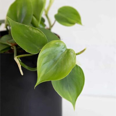 Heartleaf Philodendron (City: Sydney)
