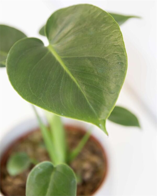 Monstera Deliciosa in Sand Finish Pot (120mm) - Rest of Australia