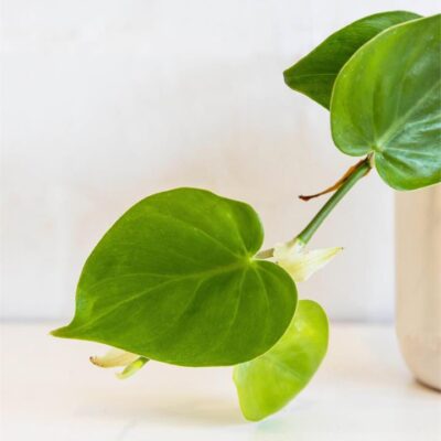 Philodendron Cordatum (120mm) Sydney