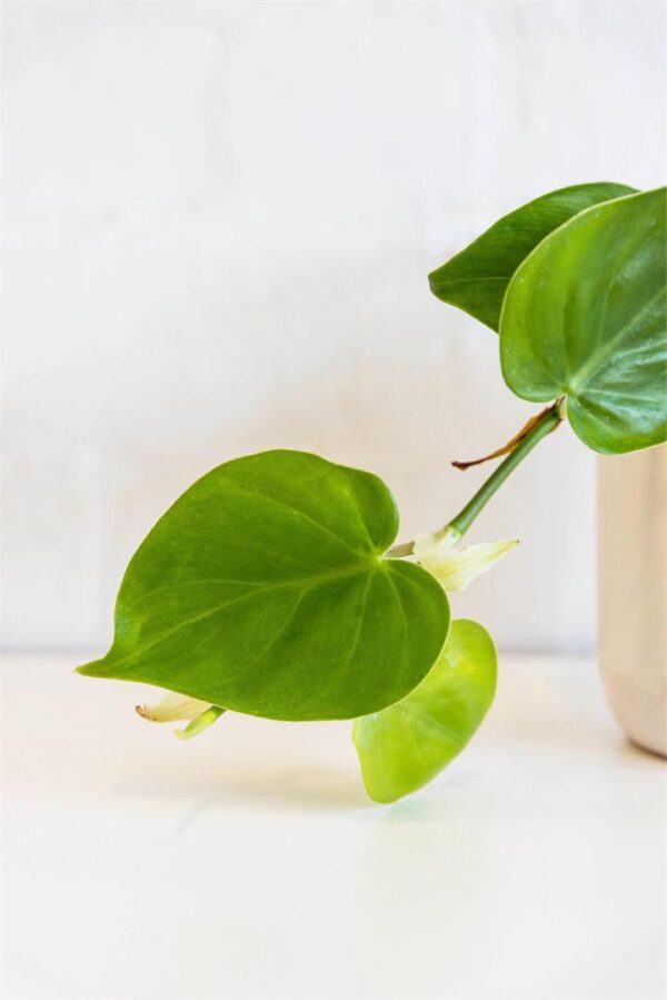 Philodendron Cordatum (120mm) Sydney