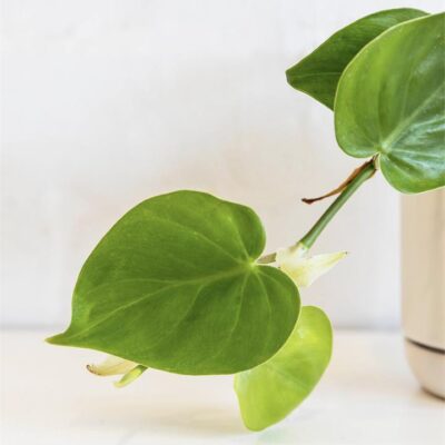 Philodendron Cordatum (120mm) Rest of Australia