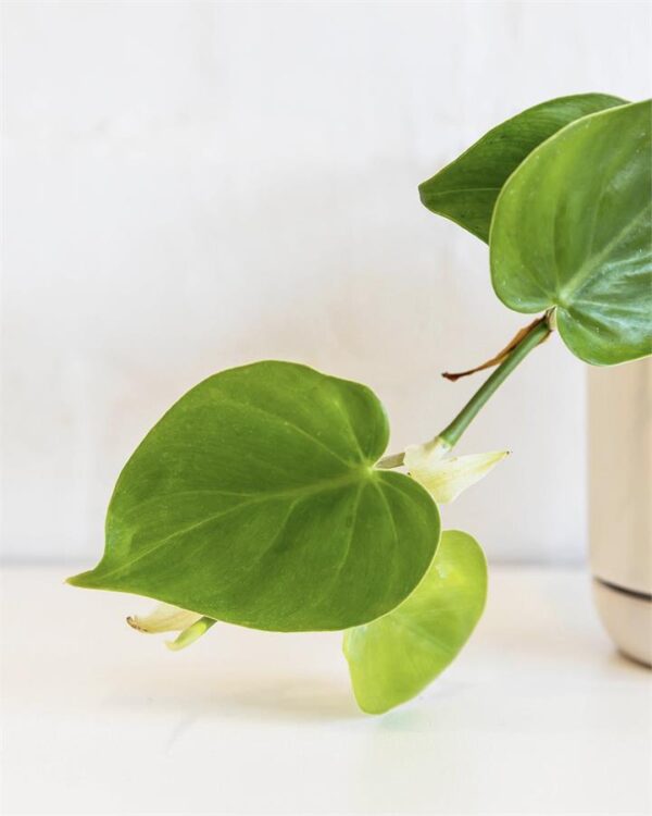 Philodendron Cordatum (120mm) Rest of Australia