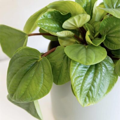 Peperomia Rana Verde - Green Pot, Rest of Australia