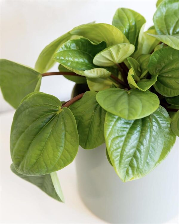 Peperomia Rana Verde - Green Pot, Rest of Australia