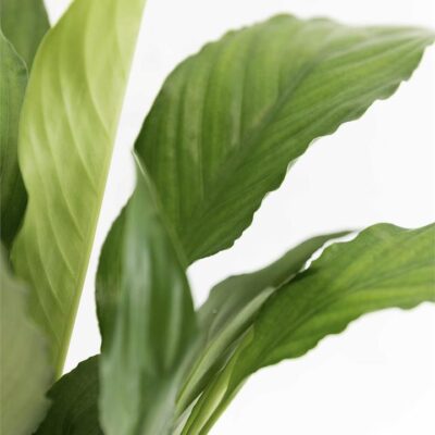 Peace Lily - 120mm