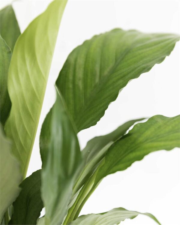Peace Lily - 120mm