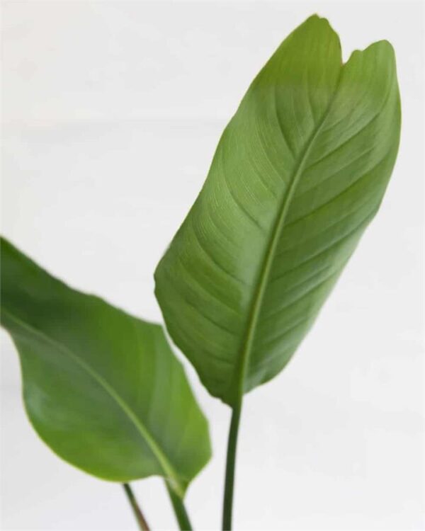 Strelitzia Reginae (City: Sydney)