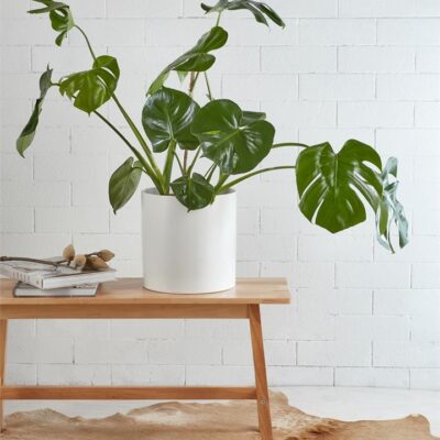 Monstera Delicosia 240mm