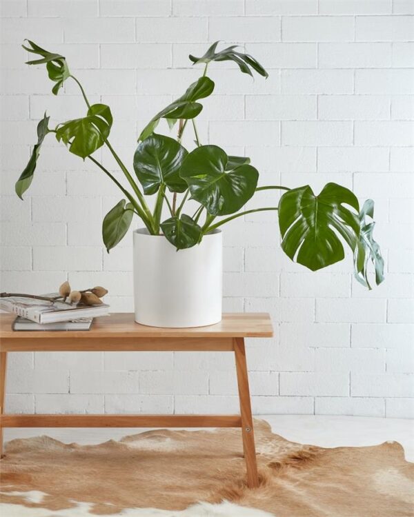 Monstera Delicosia 240mm